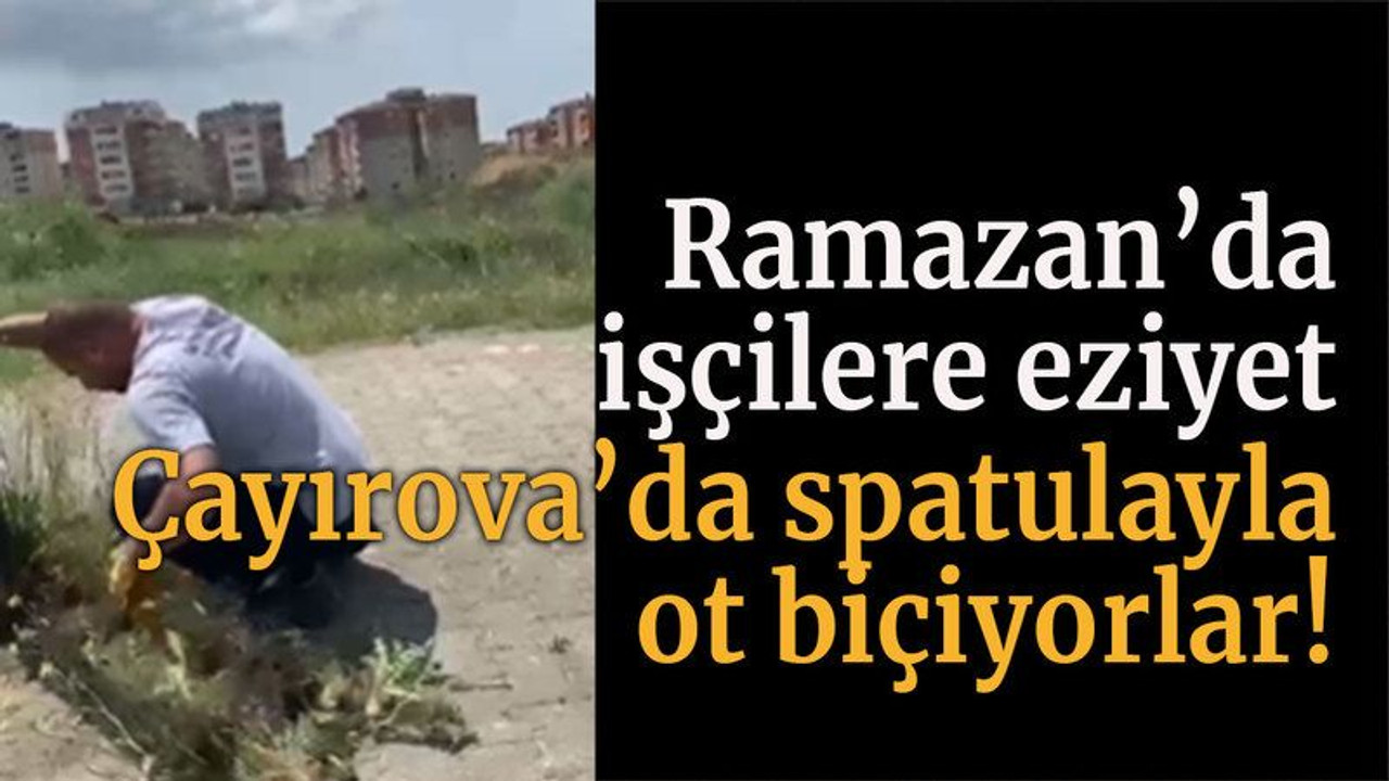 Ramazan’da işçilere eziyet Çayırova’da spatulayla ot biçiyorlar!